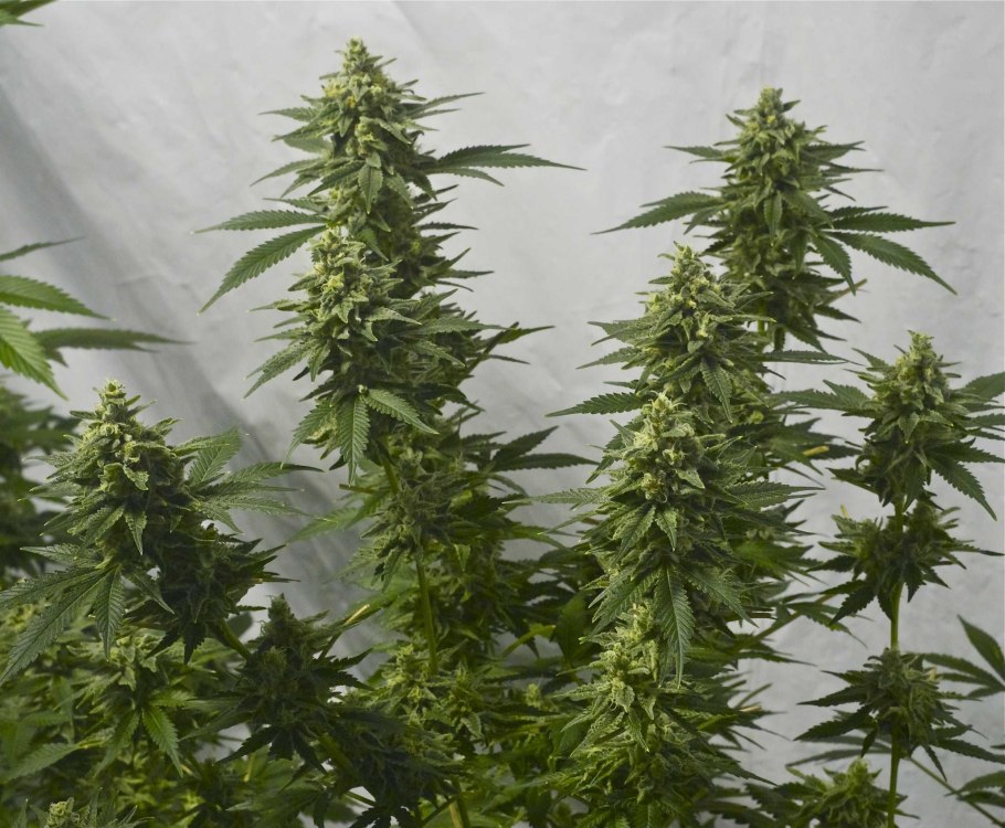 Конопля Индика