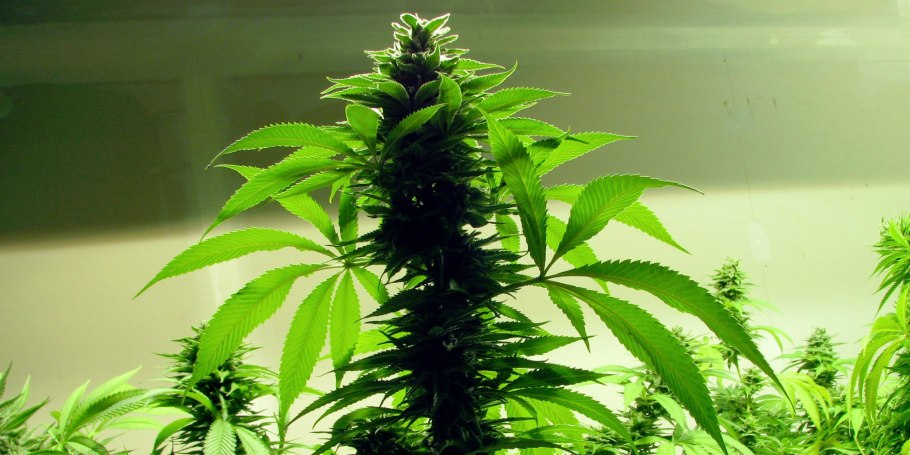 Каннабис Индика