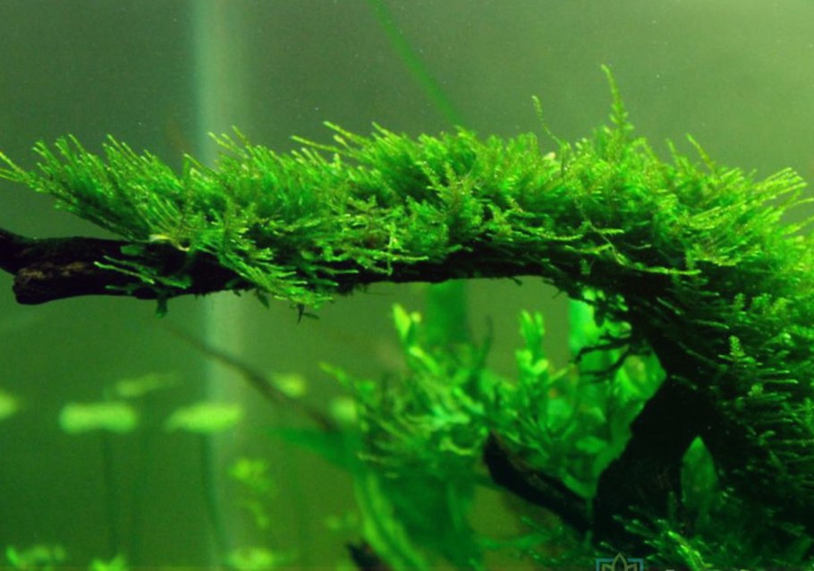 Яванский мох