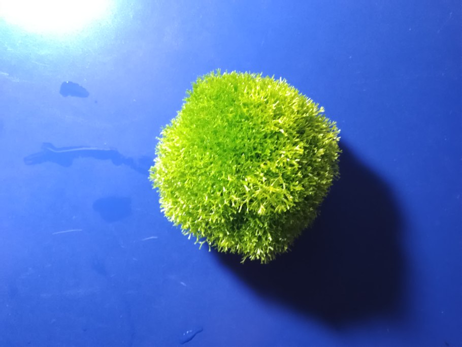 Печеночные мхи риччия