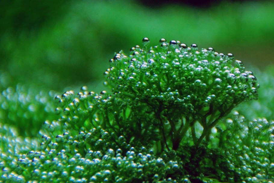 Riccia Fluitans/ риччия Флуитанс