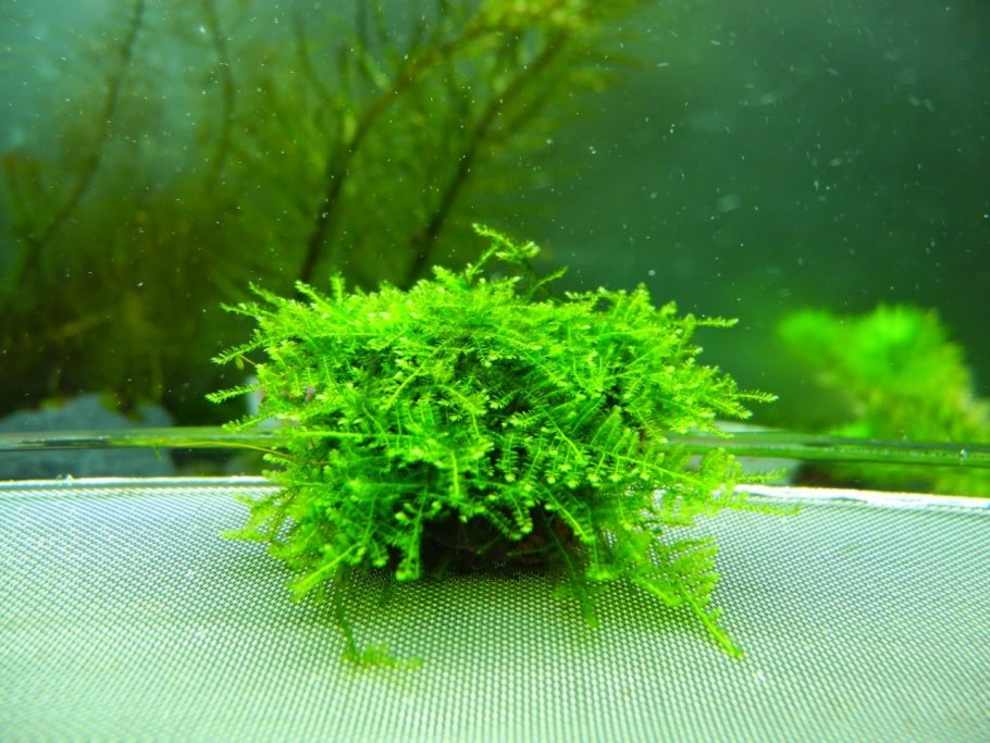 Мох кристмас аквариумное растение