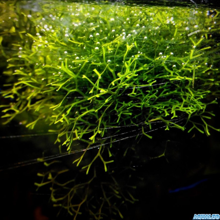 Мох Рождественский (Vesicularia montagnei)