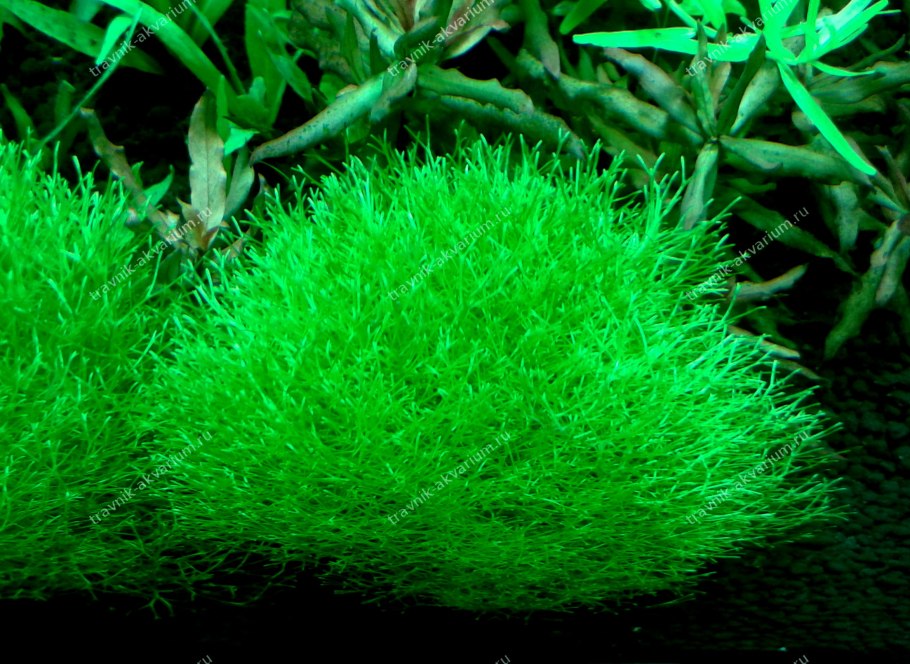 Риччия Амано