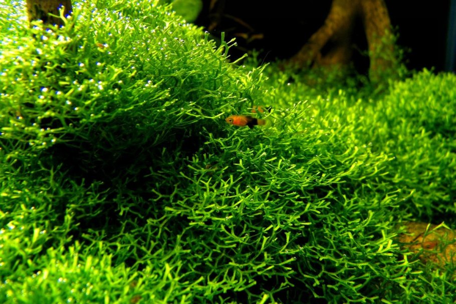 Риччия пожелтела