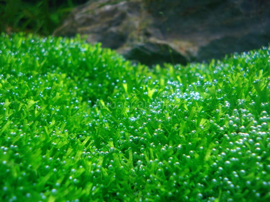 Риччия флуитанс