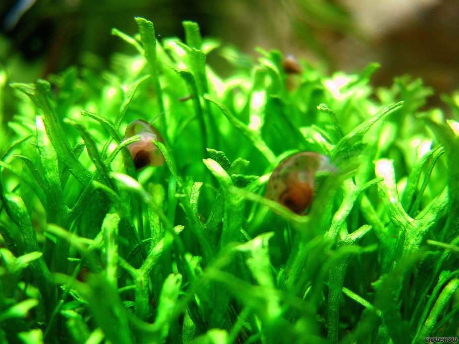 Риччия водная