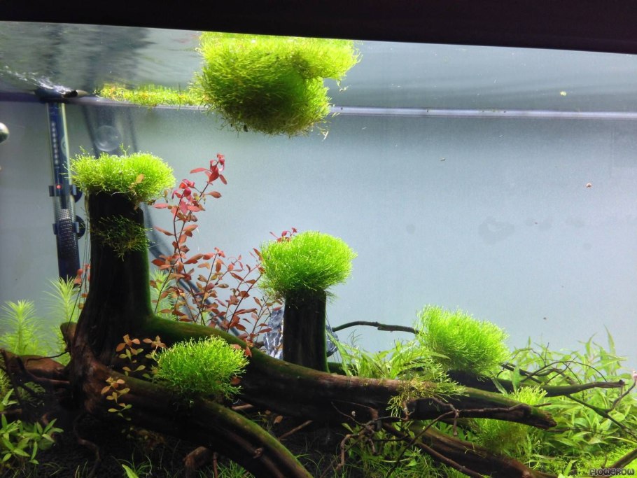 Риччия Флуитанс