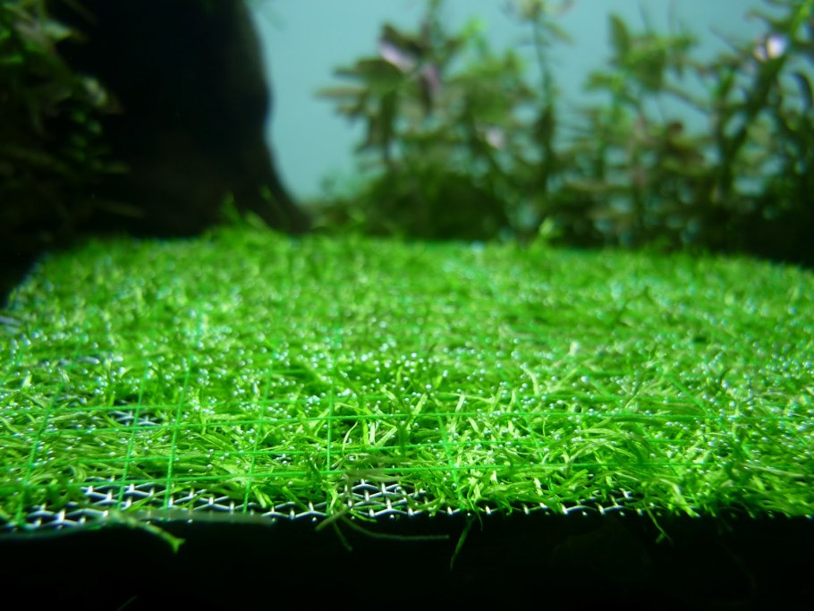 Яванский мох и риччия