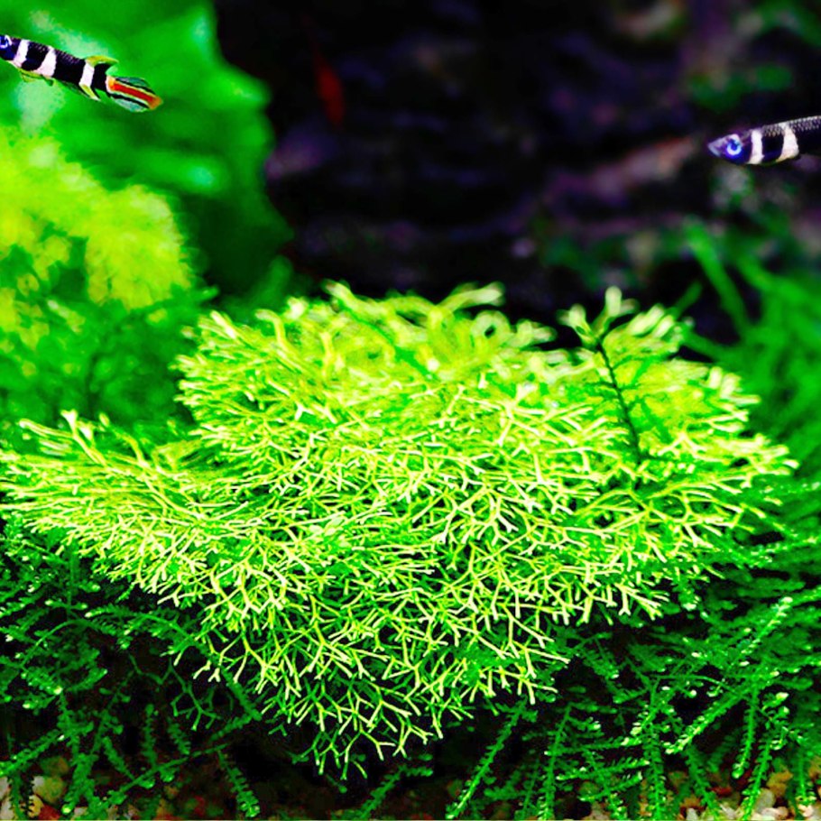 Риччия аквариумное растение