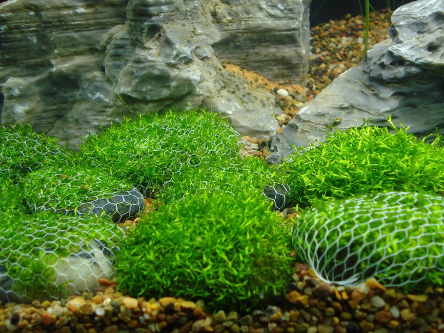 Риччия Амано