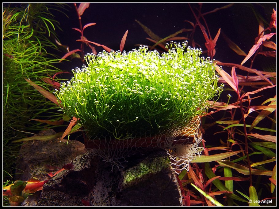 Печеночные мхи риччия