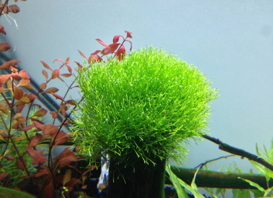 Риччия плавающая