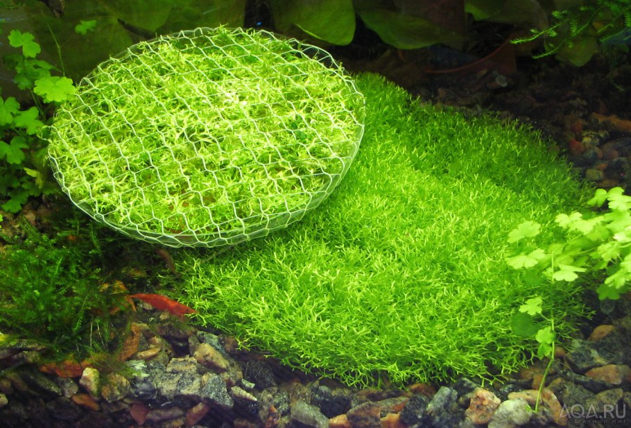 Мох Кристмас в аквариуме