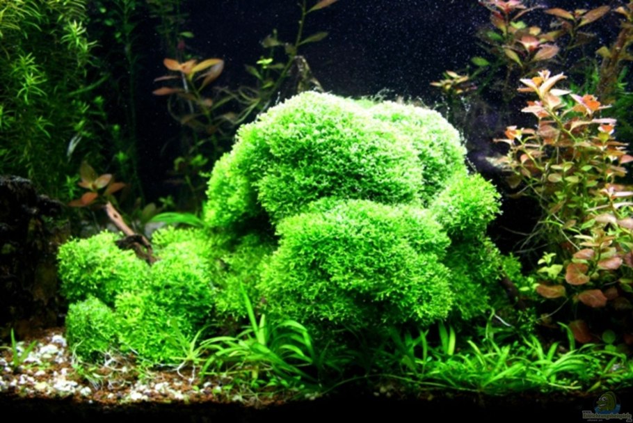 Риччия Флуитанс