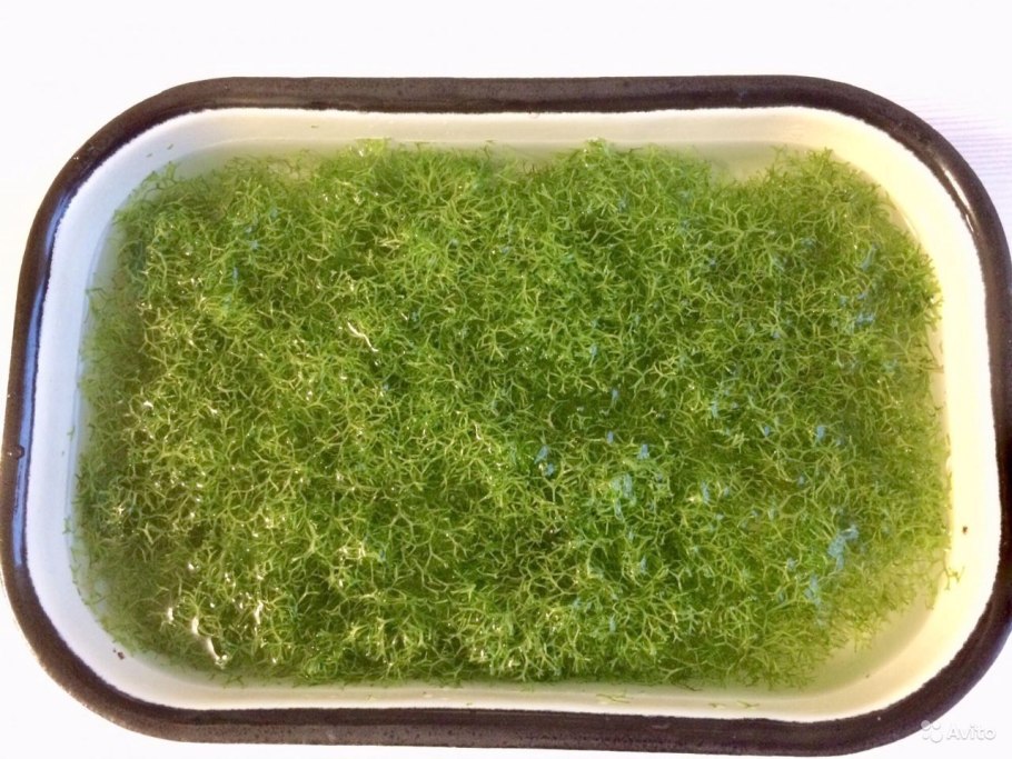 Риччия плавающая (riccia fluitans)