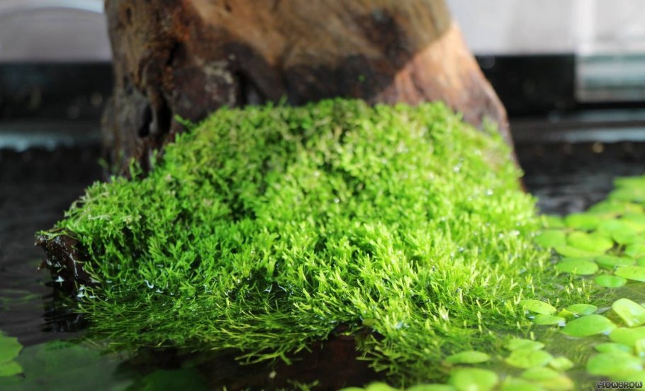 Риччия (riccia fluitans)