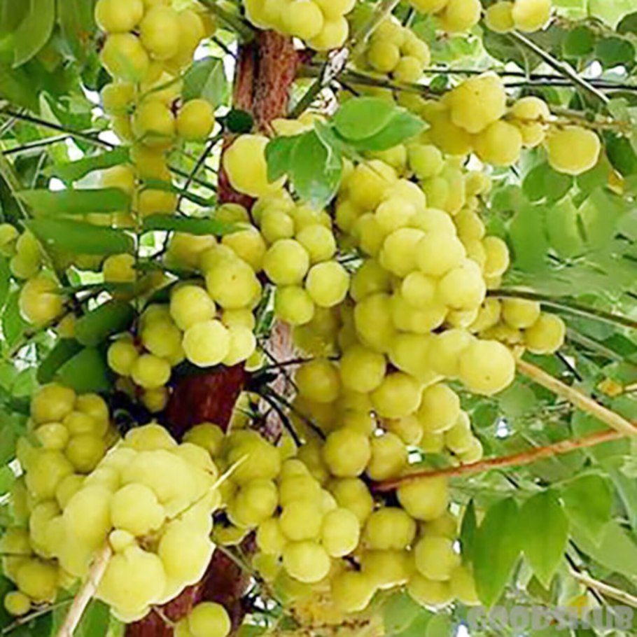 Дерево филлантус кислый