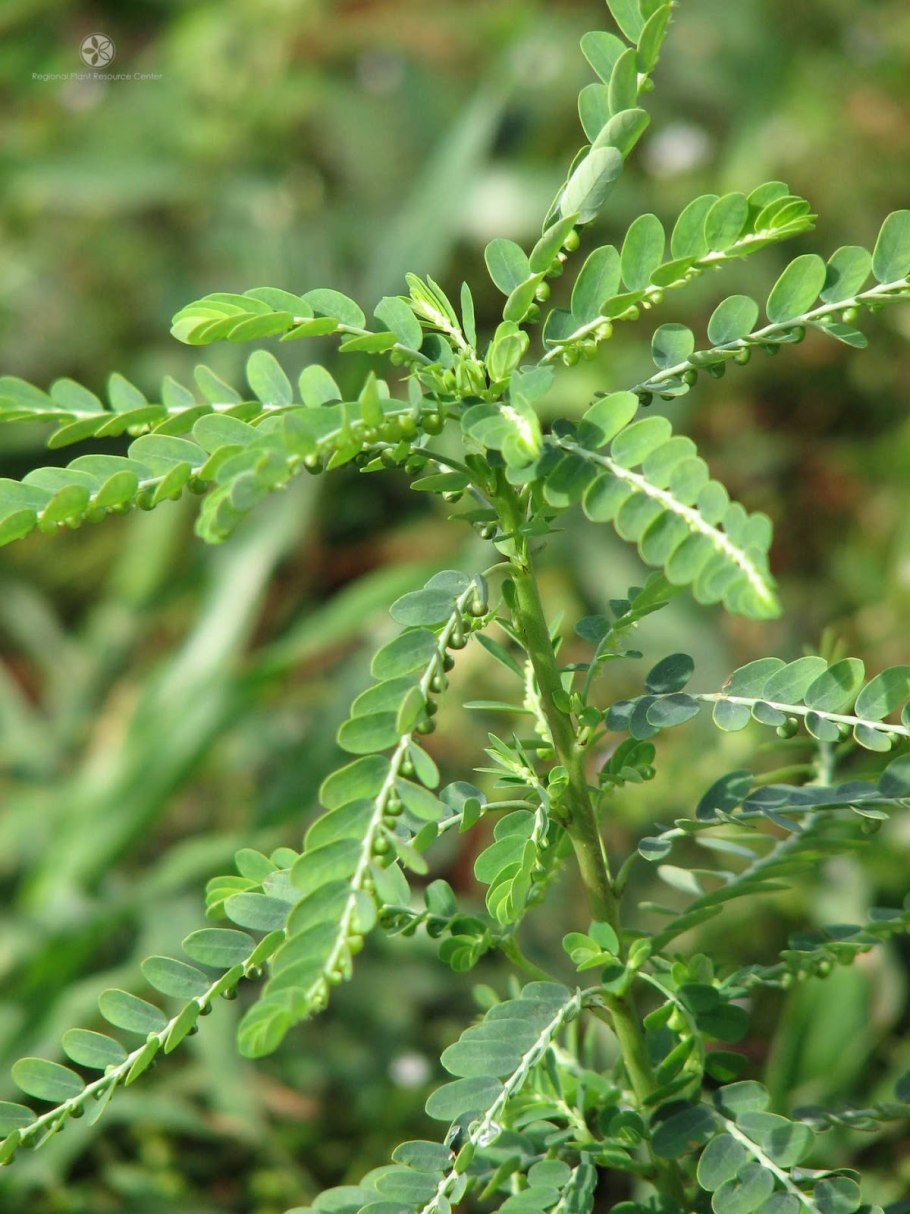 Phyllanthus amarus гомеопатия