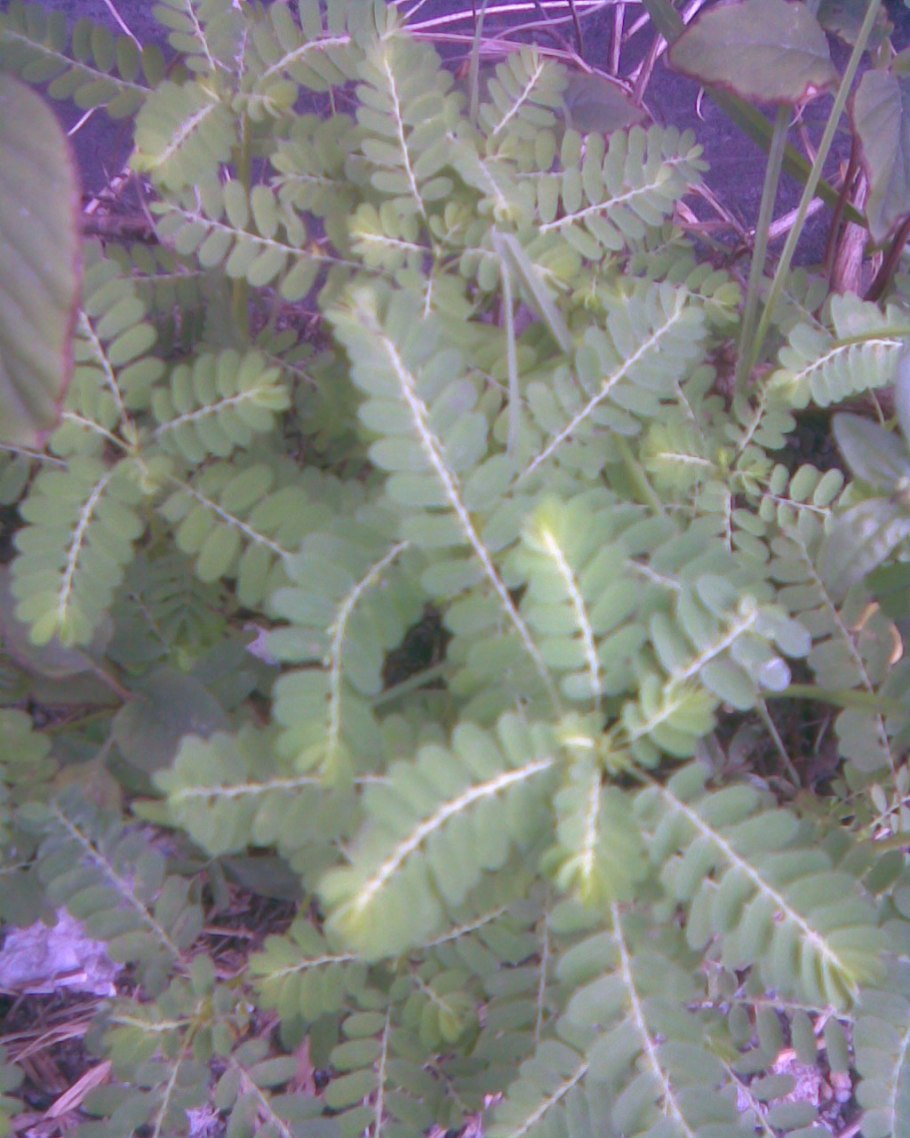 Phyllanthus urinaria