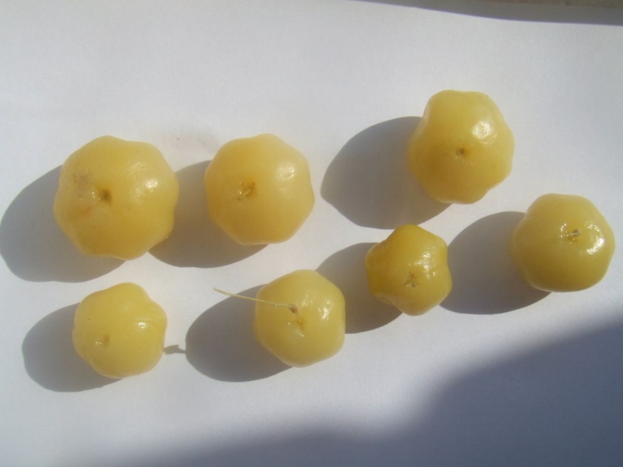 Филлантус дома