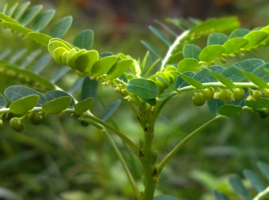 Phyllanthus amarus