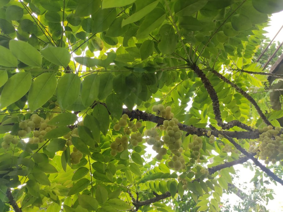 Phyllanthus amarus гомеопатия