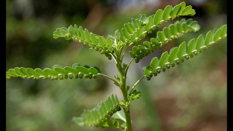 Филлантус Уссурийский