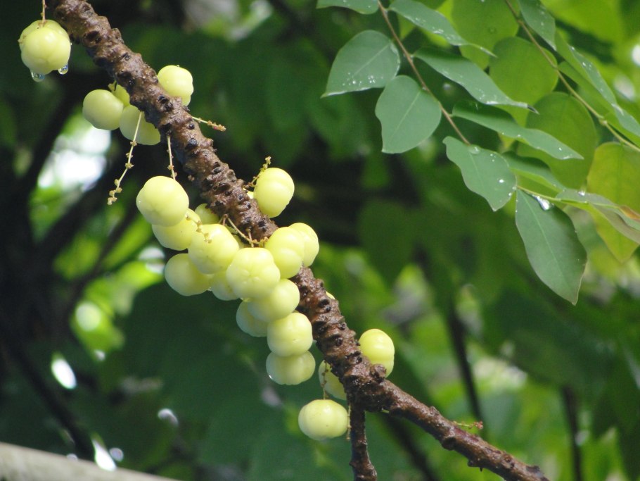 Otaheite gooseberry