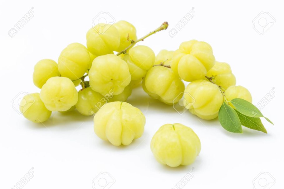 Phyllanthus cochinchinensis Морозостойкость