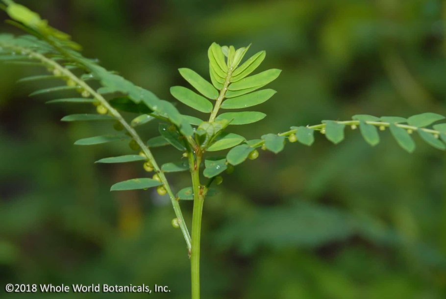 Филлантус уринария