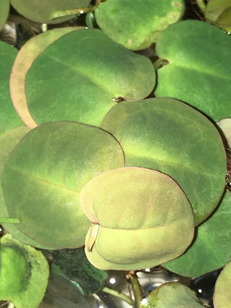 Phyllanthus fluitans