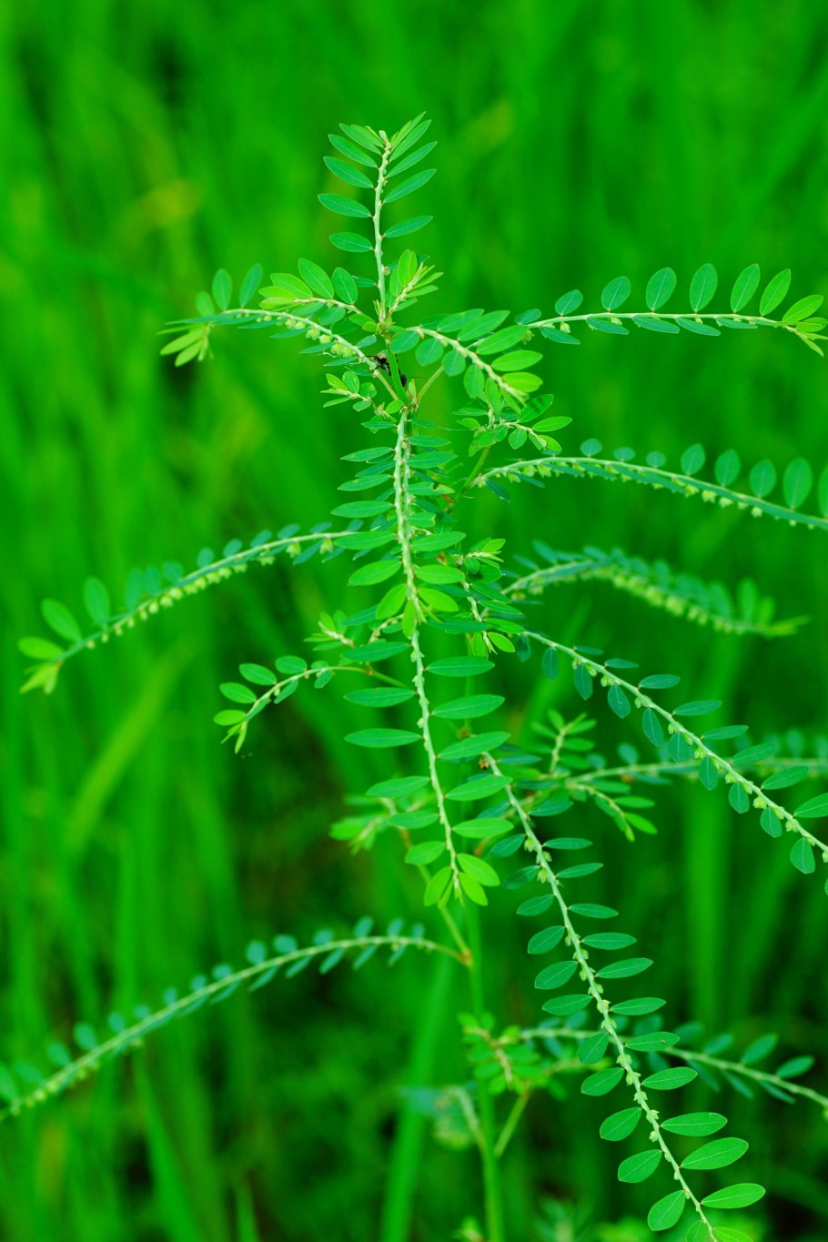 Phyllanthus debilis