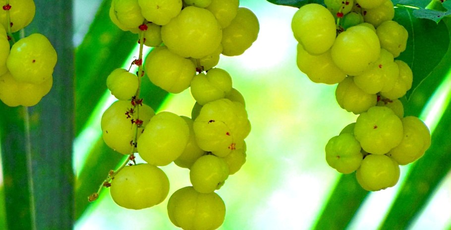 Филлантус Уссурийский