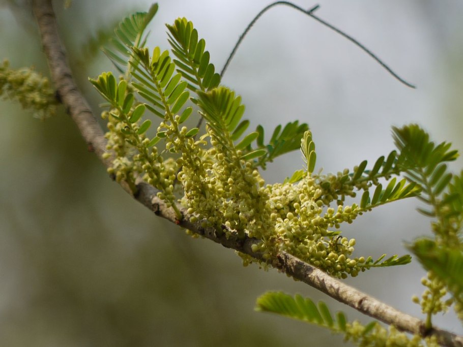 Филлантус нирури