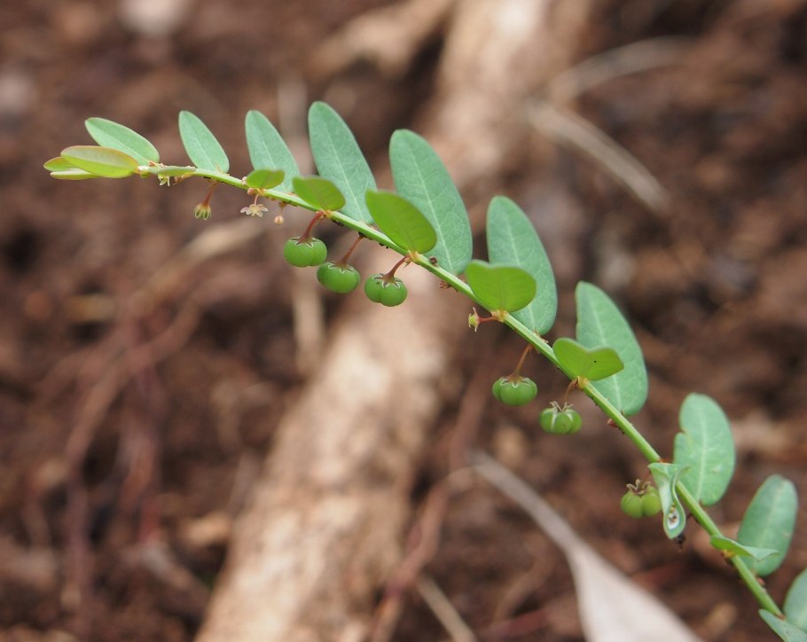 Филлантус аквариумное растение