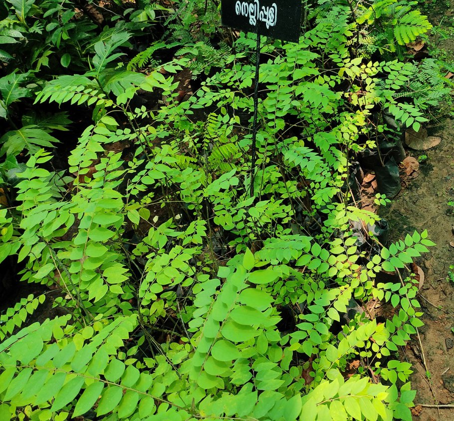 Phyllanthus acidus