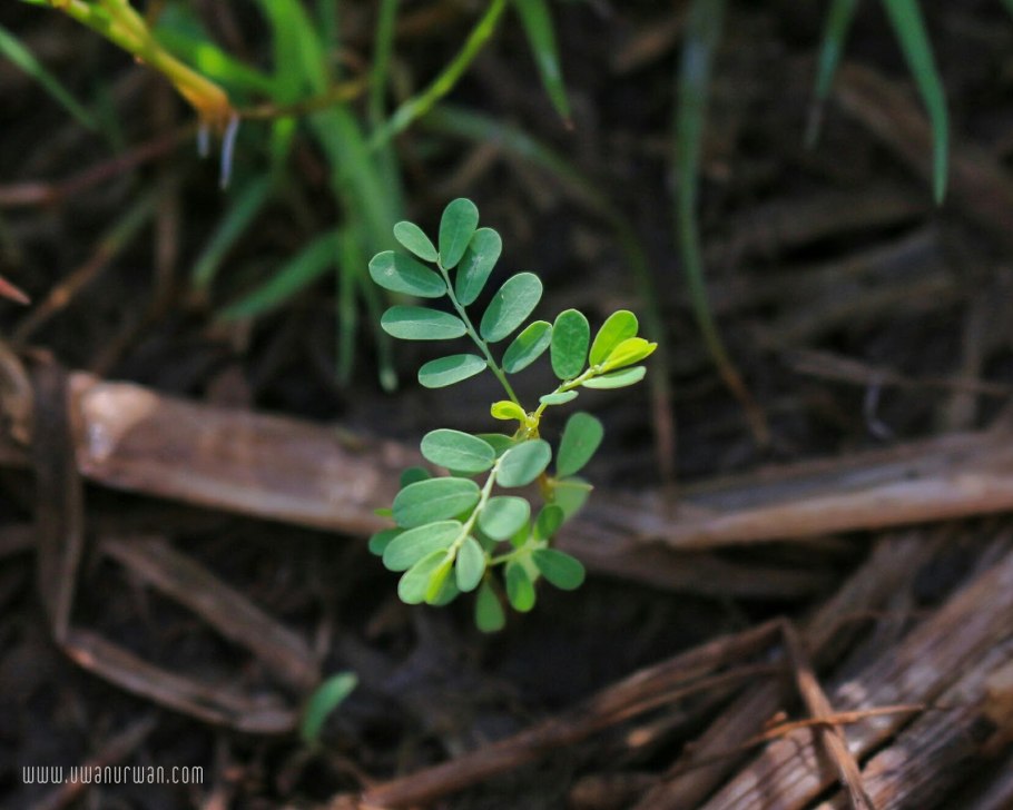 Herbal plant medicinal