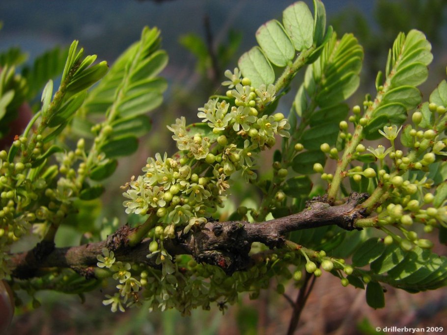 Бхумиамалаки (Phyllanthus niruri)
