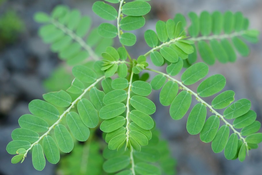 Phyllanthus Emblica