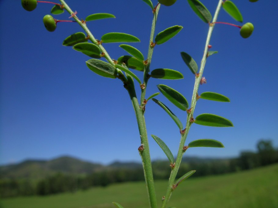 Phyllanthus virgatus