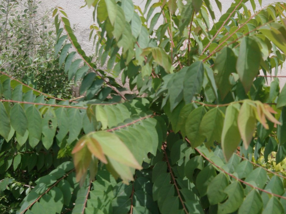 Филлантус Уссурийский