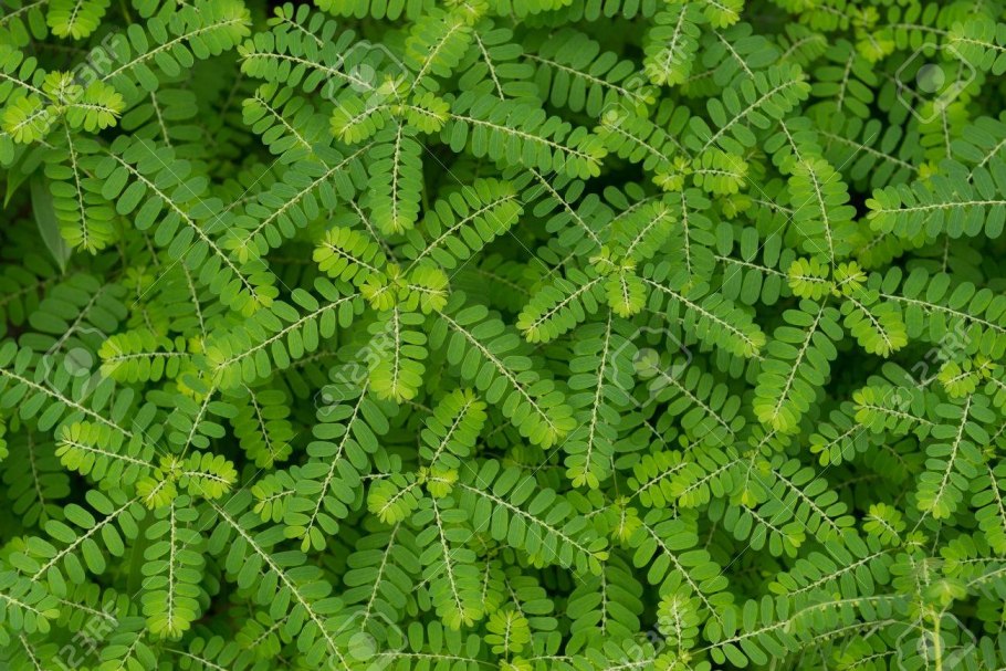 Филлантус нирури