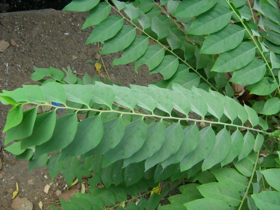 Филлантус уринария нирури