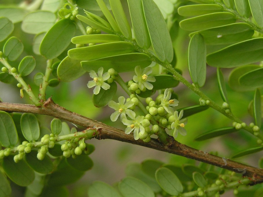 Филлантус эмблика