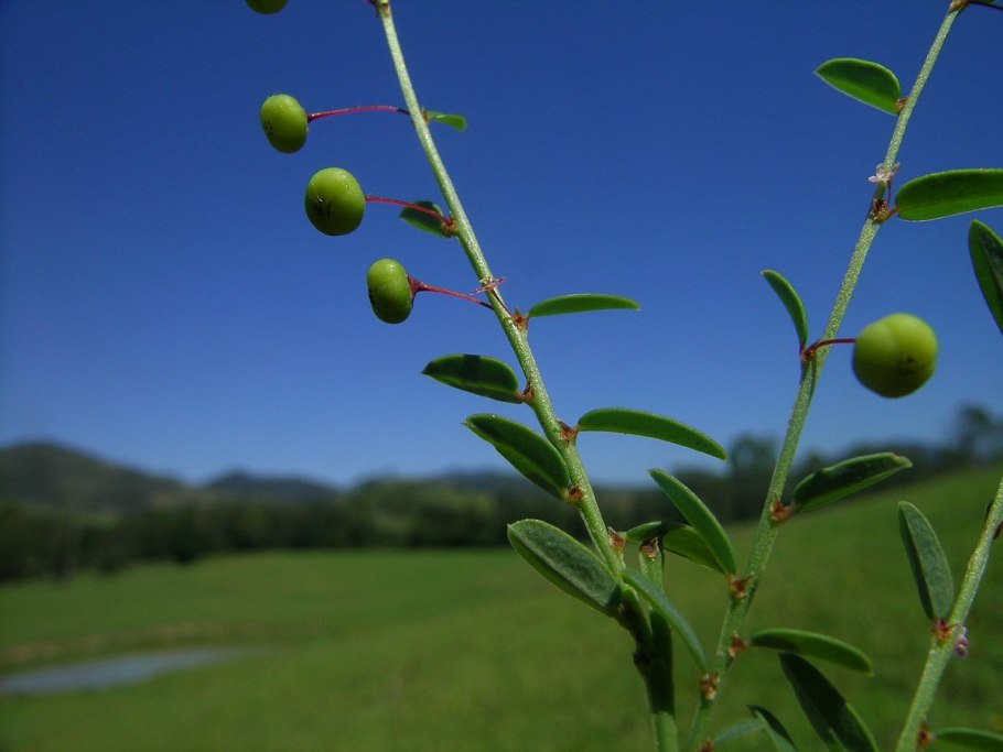 Phyllanthus arbuscula