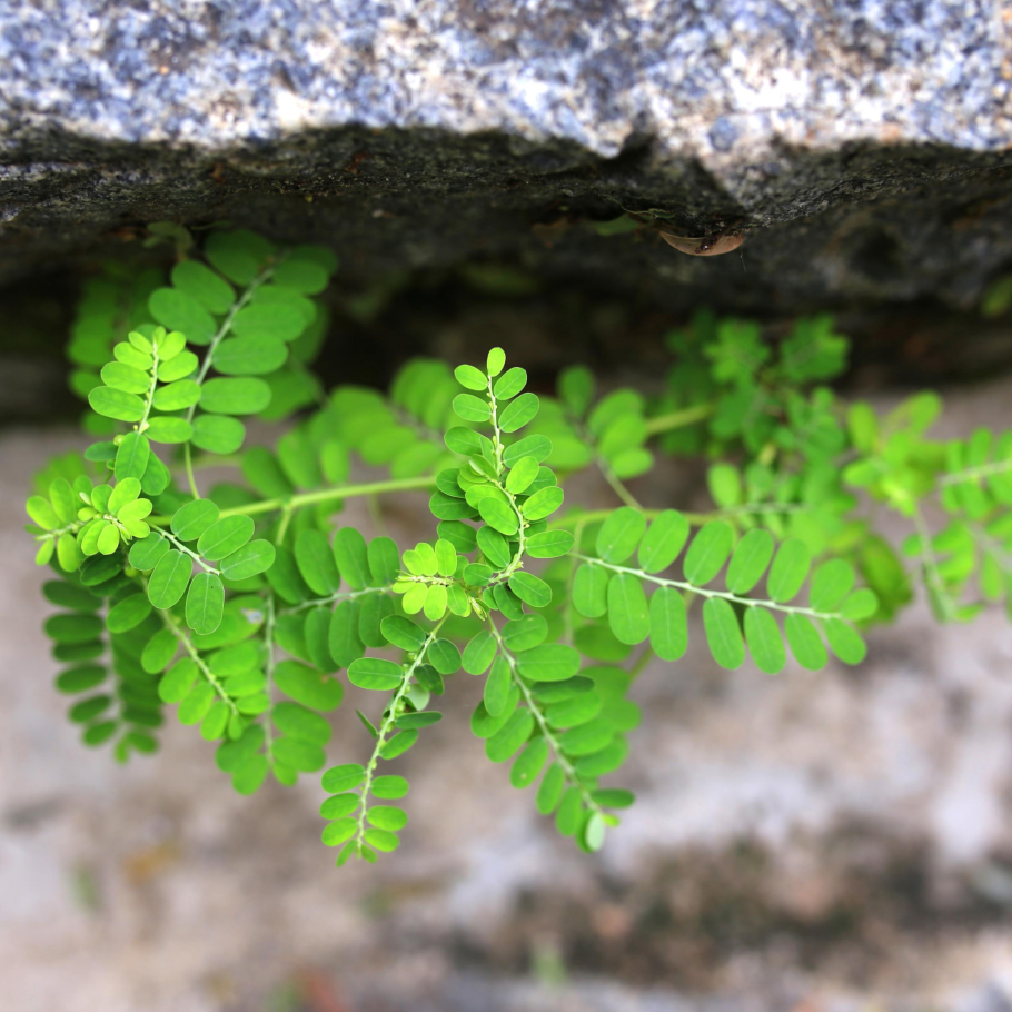 Филлантус нирури