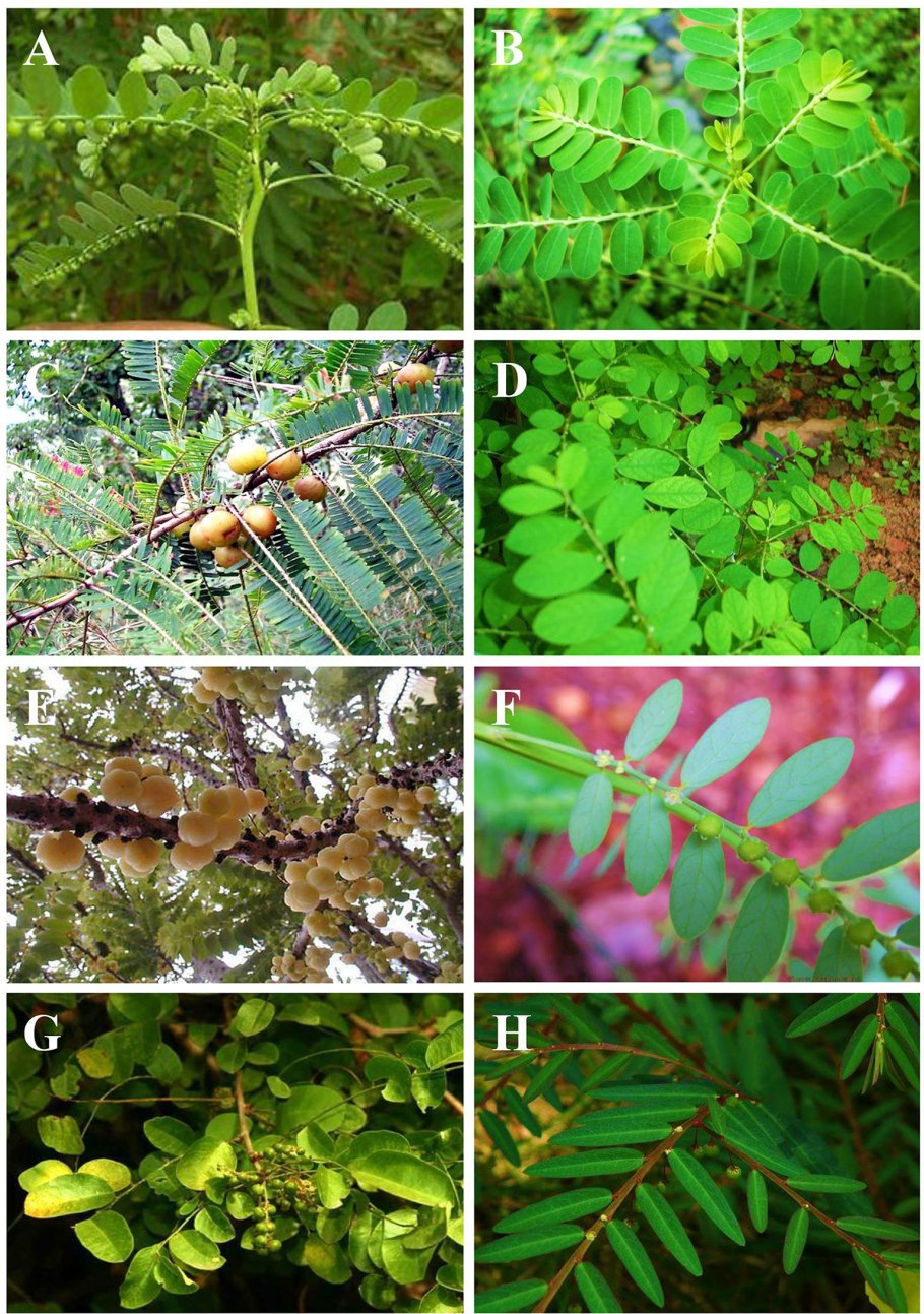 Phyllanthus balgooyi