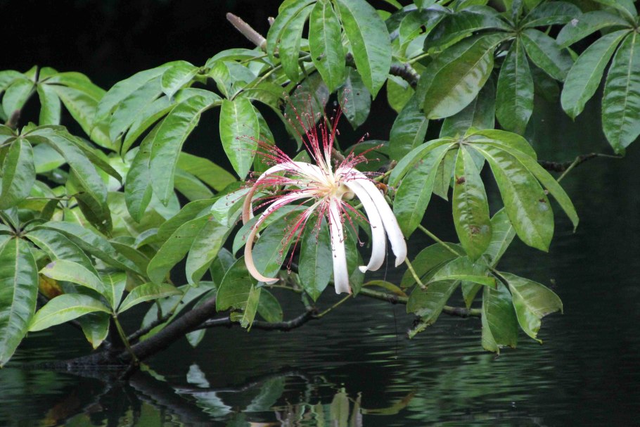 Пахира Акватика баобаб