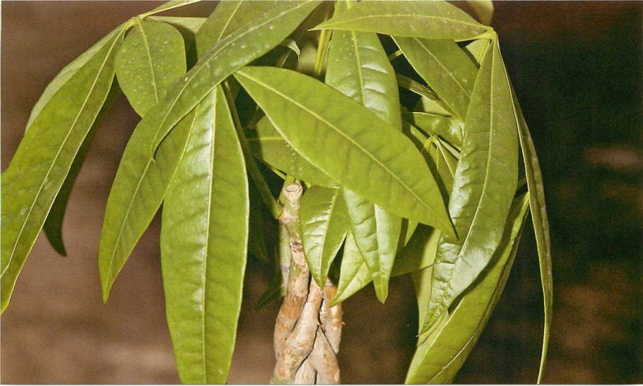 Пахира Акватика (100 см)